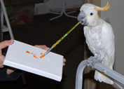 Bobby Painting